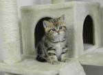 British Shorthair Michael - British Shorthair Cat For Sale - Chicago&comma; IL&comma; US