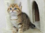 British Shorthair Flora - British Shorthair Cat For Sale - Chicago&comma; IL&comma; US