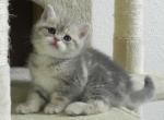 British Shorthair Oliver - British Shorthair Cat For Sale - Chicago&comma; IL&comma; US