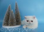Umma - Exotic Cat For Sale - Yucca Valley&comma; CA&comma; US