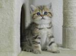 British Shorthair Florida - British Shorthair Cat For Sale - Chicago&comma; IL&comma; US