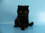 Puma - Exotic Cat For Sale - Yucca Valley&comma; CA&comma; US