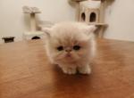 Echo's Persian Kitten - Persian Cat For Sale - Greenville&comma; OH&comma; US