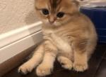 Beau - Scottish Fold Cat For Sale - Houston&comma; TX&comma; US