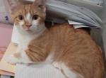 Ollie - Munchkin Cat For Sale - FL&comma; US