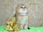 Yasmine - Scottish Fold Cat For Sale - Chicago&comma; IL&comma; US