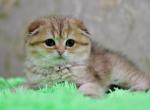 Yarik - Scottish Fold Cat For Sale - Chicago&comma; IL&comma; US