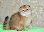Yamir - Scottish Fold Cat For Sale - Chicago&comma; IL&comma; US