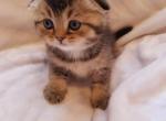 Max - Scottish Fold Cat For Sale - Brooklyn&comma; NY&comma; US