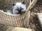 Purebred Lynx Point & Seal Point Himalayan Kittens - Himalayan Cat For Sale - Ojai&comma; CA&comma; US