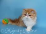 Kayra - Persian Cat For Sale - Yucca Valley&comma; CA&comma; US