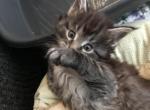 Archie MCO ns 22 Silver Classic Tabby RESERVED - Maine Coon Cat For Sale - Chipley&comma; FL&comma; US
