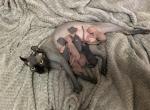 Autumn x Danta Elf Litter - Sphynx Cat For Sale - Scottsdale&comma; AZ&comma; US