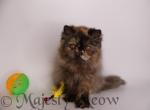 Aza - Persian Cat For Sale - Yucca Valley&comma; CA&comma; US