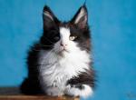 UA Mazurka Dandy - Maine Coon Cat For Sale - Brooklyn&comma; NY&comma; US