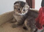 Mia - Scottish Fold Cat For Sale - Brooklyn&comma; NY&comma; US