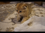 Boris - British Shorthair Cat For Sale - San Francisco&comma; CA&comma; US