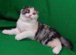 Gerda - Scottish Fold Cat For Sale - Chicago&comma; IL&comma; US