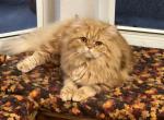Thor - Scottish Straight Cat For Sale - Odessa&comma; FL&comma; US