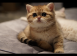 Beniya - British Shorthair Cat For Sale - San Francisco&comma; CA&comma; US