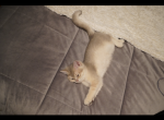 Aiya - British Shorthair Cat For Sale - San Francisco&comma; CA&comma; US