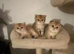 Basia - British Shorthair Cat For Sale - San Francisco&comma; CA&comma; US