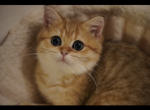 Zuzsha - British Shorthair Cat For Sale - San Mateo&comma; CA&comma; US