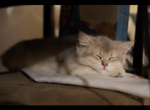 Busia - British Shorthair Cat For Sale - San Mateo&comma; CA&comma; US
