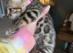 Lunas litter - Bengal Cat For Sale - Litchfield&comma; IL&comma; US