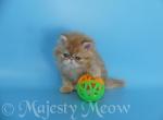 Portos - Persian Cat For Sale - Yucca Valley&comma; CA&comma; US