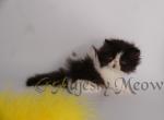 Benito - Persian Cat For Sale - Yucca Valley&comma; CA&comma; US