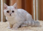 Gucci - British Shorthair Cat For Sale - Chicago&comma; IL&comma; US