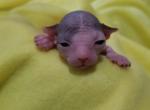 Ivy - Sphynx Cat For Sale - Rockford&comma; IL&comma; US