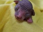 Bo - Sphynx Cat For Sale - Rockford&comma; IL&comma; US