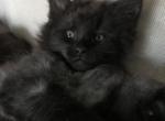 Arnie MCO n Black RESERVED by Minahil K - Maine Coon Cat For Sale - Chipley&comma; FL&comma; US