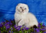DaVinci - Scottish Fold Cat For Sale - Chicago&comma; IL&comma; US