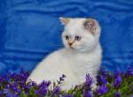 Dafna - British Shorthair Cat For Sale - Chicago&comma; IL&comma; US