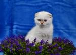 Dolli - Scottish Fold Cat For Sale - Chicago&comma; IL&comma; US