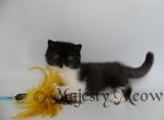 Latifa - Exotic Cat For Sale - Yucca Valley&comma; CA&comma; US