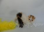 Sofia - Persian Cat For Sale - Yucca Valley&comma; CA&comma; US