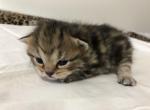 Black Classic Tabby Scottish Fold Boy - Scottish Fold Cat For Sale - Odessa&comma; FL&comma; US