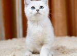 Caesar2 - Scottish Straight Cat For Sale - Chicago&comma; IL&comma; US