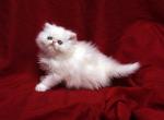 Show Quality of  Flamicee x The Holy Grail Baby B - Persian Cat For Sale - Cedar Rapids&comma; IA&comma; US