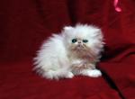 White female of Flamicee x The Holy Grail Baby C - Persian Cat For Sale - Cedar Rapids&comma; IA&comma; US