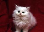White doll by Bianca x Mr Bo Jangles Baby D - Persian Cat For Sale - Cedar Rapids&comma; IA&comma; US