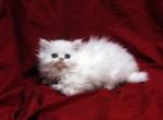 White  Aqua eyes by Bianca x Mr Bo Jangles Baby E - Persian Cat For Sale - Cedar Rapids&comma; IA&comma; US