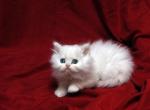 Aqua Blue eyes by Bianca x Mr Bo Jangles Baby F - Persian Cat For Sale - Cedar Rapids&comma; IA&comma; US