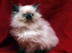 Show Q Seal Pt by Bianca x Mr Bo Jangles Baby G - Persian Cat For Sale - Cedar Rapids&comma; IA&comma; US