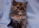 Torte by Bianca x Mr Bo Jangles Baby H - Persian Cat For Sale - Cedar Rapids&comma; IA&comma; US