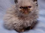 Blue Pt by Flueffay x The Holy Grail Baby I - Highlander Cat For Sale - Cedar Rapids&comma; IA&comma; US